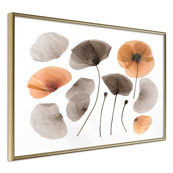 Inramad Poster / Tavla - Dried Poppies