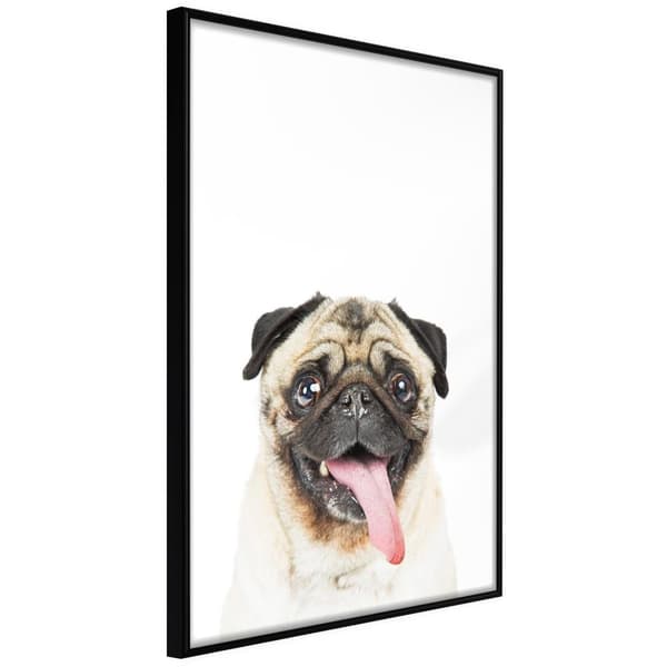 Inramad Poster / Tavla - Funny Pug