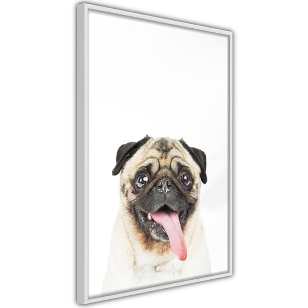 Inramad Poster / Tavla - Funny Pug