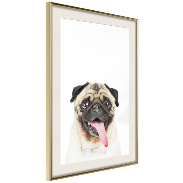 Inramad Poster / Tavla - Funny Pug