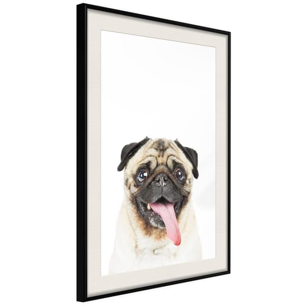 Inramad Poster / Tavla - Funny Pug Svart ram med passepartout 20x30