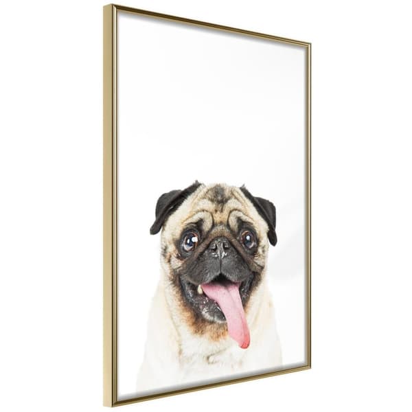 Inramad Poster / Tavla - Funny Pug