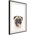Miniatyrbild 4 av 11: Inramad Poster / Tavla - Funny Pug