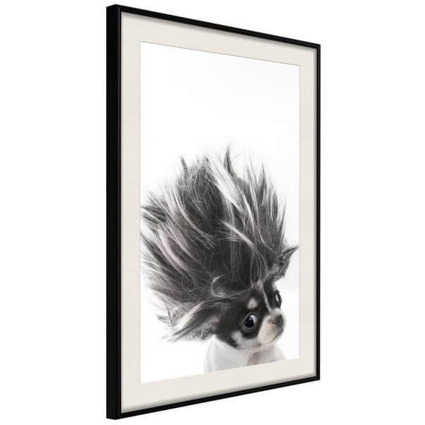 Inramad Poster / Tavla - Funny Chihuahua