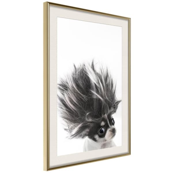 Inramad Poster / Tavla - Funny Chihuahua