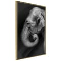 Miniatyrbild 1 av 11: Inramad Poster / Tavla - Wisdom