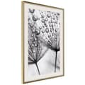 Miniatyrbild 9 av 11: Inramad Poster / Tavla - Dew in the Macro Scale