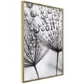 Miniatyrbild 1 av 11: Inramad Poster / Tavla - Dew in the Macro Scale