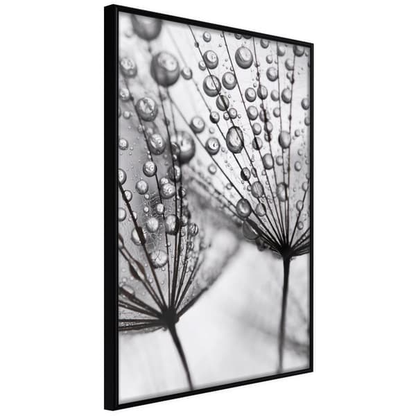 Inramad Poster / Tavla - Dew in the Macro Scale