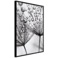 Miniatyrbild 1 av 11: Inramad Poster / Tavla - Dew in the Macro Scale