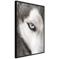 Miniatyrbild 1 av 11: Inramad Poster / Tavla - Azure Eye