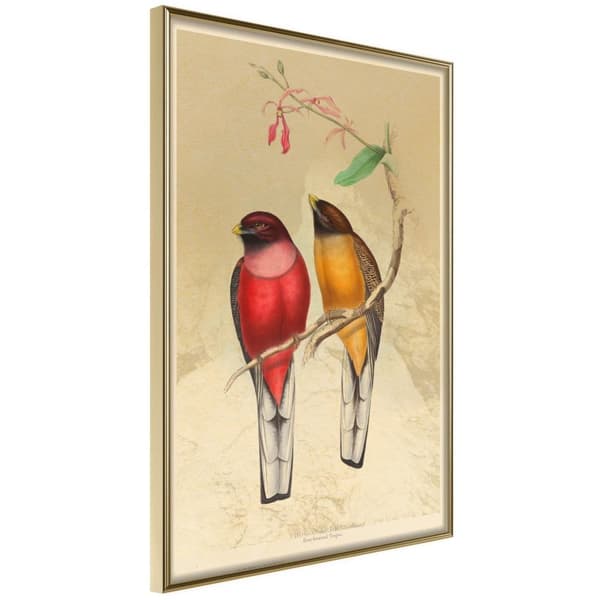 Inramad Poster / Tavla - Ornithologist's Drawings