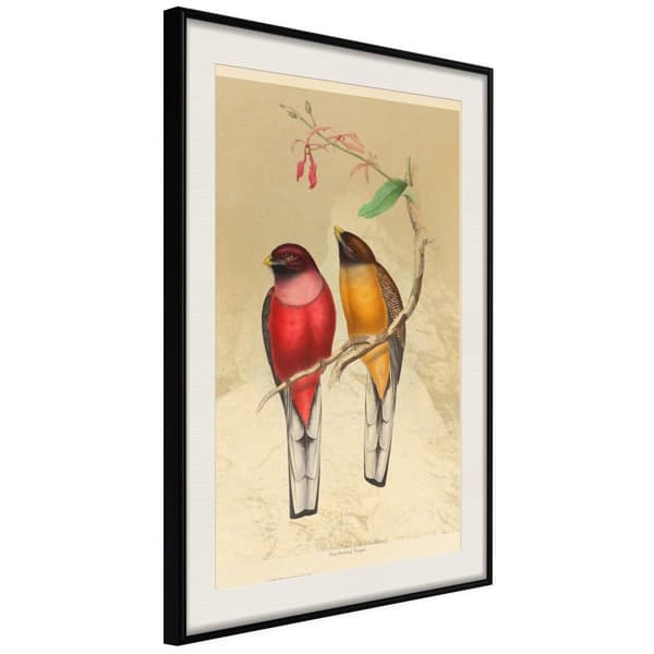 Inramad Poster / Tavla - Ornithologist's Drawings