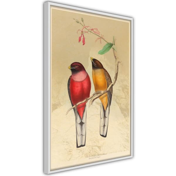 Inramad Poster / Tavla - Ornithologist's Drawings
