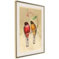 Miniatyrbild 9 av 11: Inramad Poster / Tavla - Ornithologist's Drawings