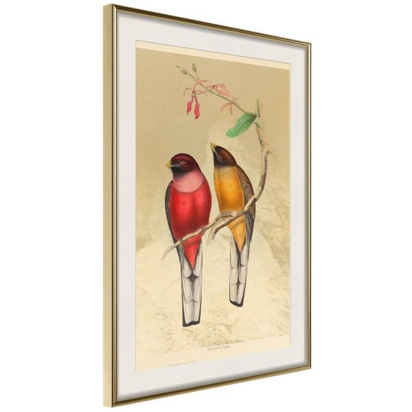 Inramad Poster / Tavla - Ornithologist's Drawings Guldram med passepartout 40x60