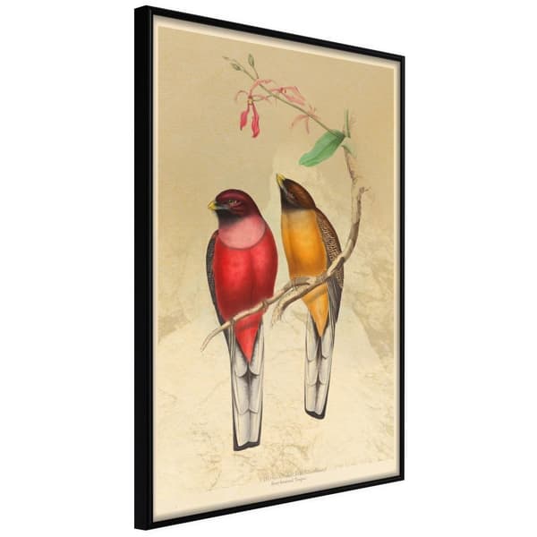 Inramad Poster / Tavla - Ornithologist's Drawings