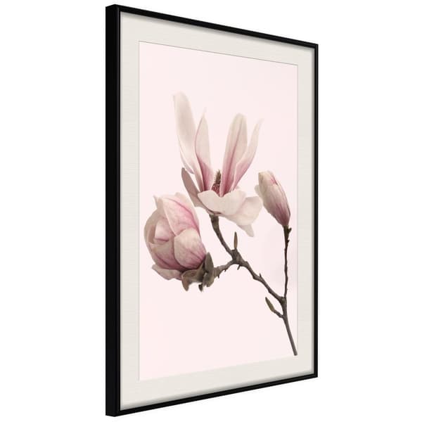 Inramad Poster / Tavla - Blooming Magnolias II Svart ram med passepartout 20x30