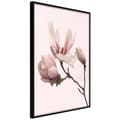 Miniatyrbild 1 av 11: Inramad Poster / Tavla - Blooming Magnolias II