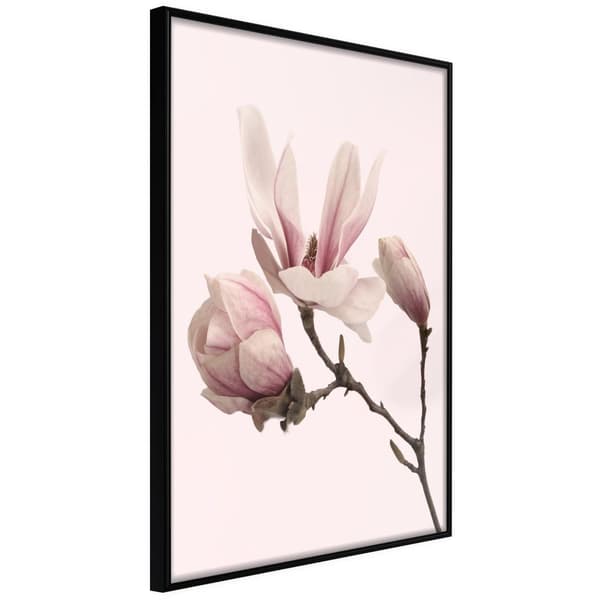 Inramad Poster / Tavla - Blooming Magnolias II
