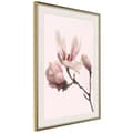 Miniatyrbild 9 av 11: Inramad Poster / Tavla - Blooming Magnolias II