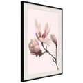Miniatyrbild 4 av 11: Inramad Poster / Tavla - Blooming Magnolias II