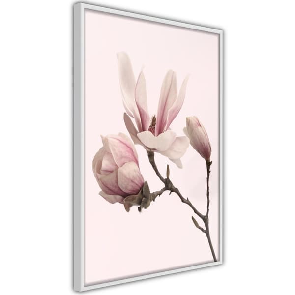Inramad Poster / Tavla - Blooming Magnolias II