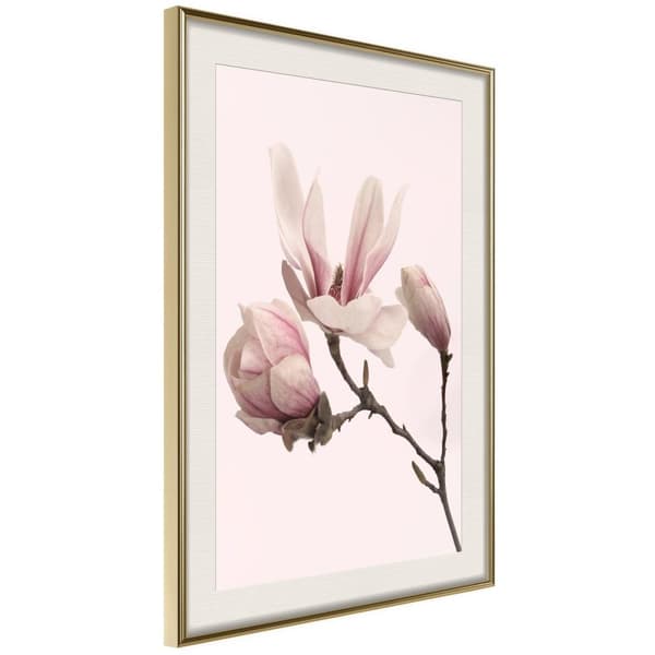 Inramad Poster / Tavla - Blooming Magnolias II