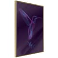 Miniatyrbild 1 av 11: Inramad Poster / Tavla - Fluorescent Hummingbird