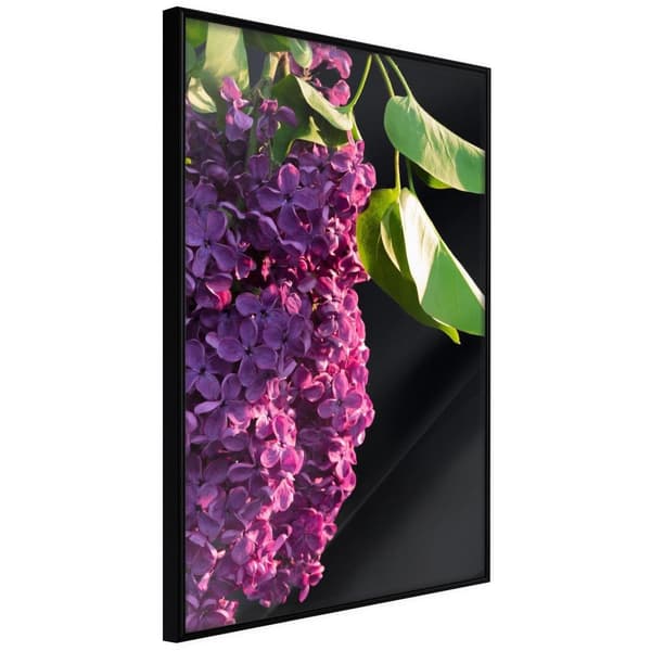 Inramad Poster / Tavla - Violet May