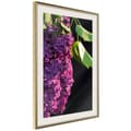 Miniatyrbild 9 av 11: Inramad Poster / Tavla - Violet May