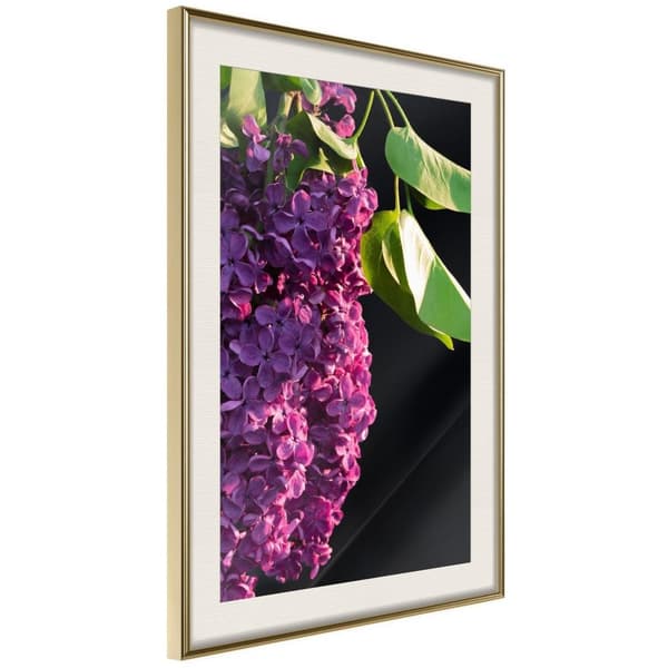 Inramad Poster / Tavla - Violet May