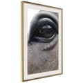 Miniatyrbild 10 av 11: Inramad Poster / Tavla - Gentle Eyes