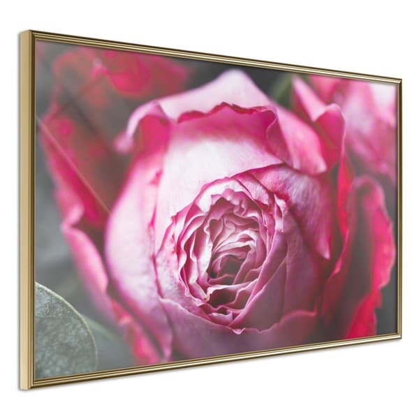 Inramad Poster / Tavla - Blooming Rose