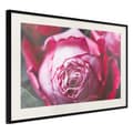 Miniatyrbild 4 av 11: Inramad Poster / Tavla - Blooming Rose
