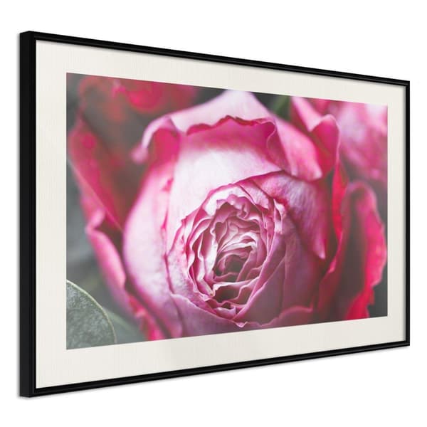 Inramad Poster / Tavla - Blooming Rose