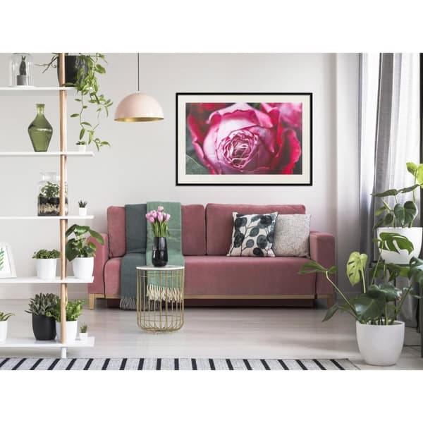 Inramad Poster / Tavla - Blooming Rose