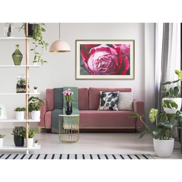 Inramad Poster / Tavla - Blooming Rose