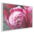 Miniatyrbild 8 av 11: Inramad Poster / Tavla - Blooming Rose