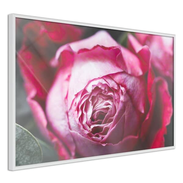 Inramad Poster / Tavla - Blooming Rose