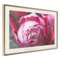 Miniatyrbild 9 av 11: Inramad Poster / Tavla - Blooming Rose