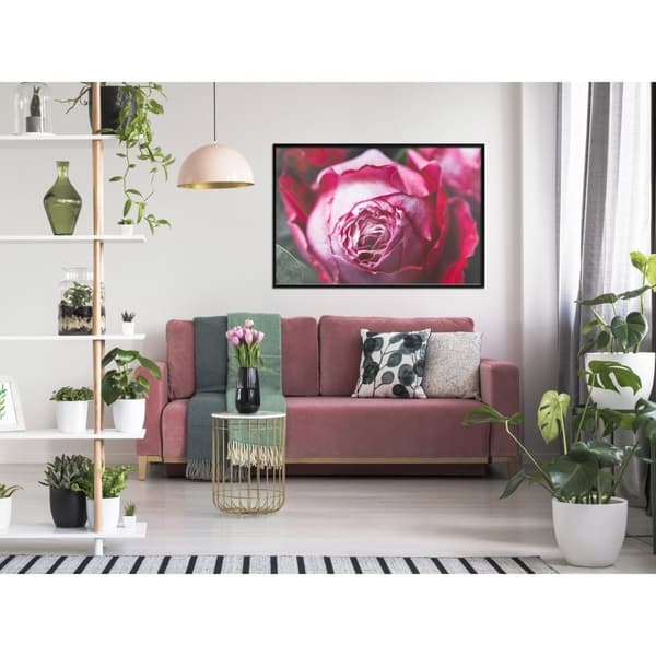 Inramad Poster / Tavla - Blooming Rose