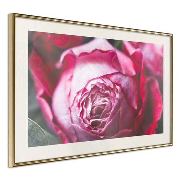 Inramad Poster / Tavla - Blooming Rose Guldram med passepartout 60x40