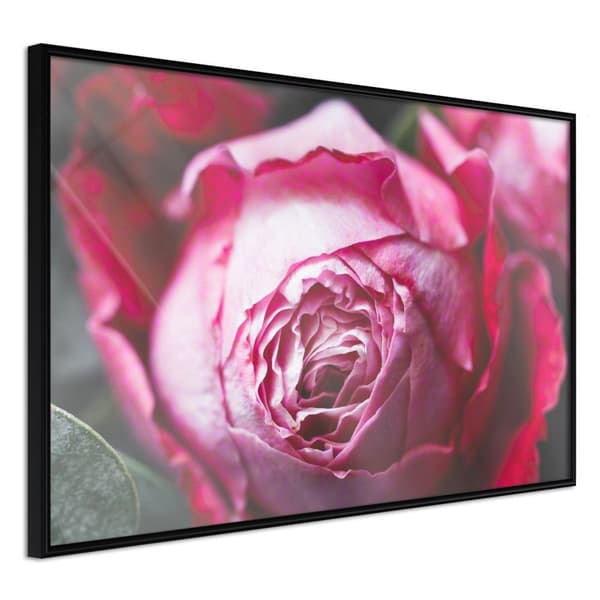 Inramad Poster / Tavla - Blooming Rose