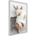 Miniatyrbild 9 av 11: Inramad Poster / Tavla - Kitten Life