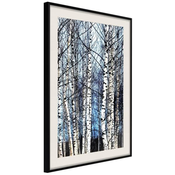 Inramad Poster / Tavla - Winter Birch Trees