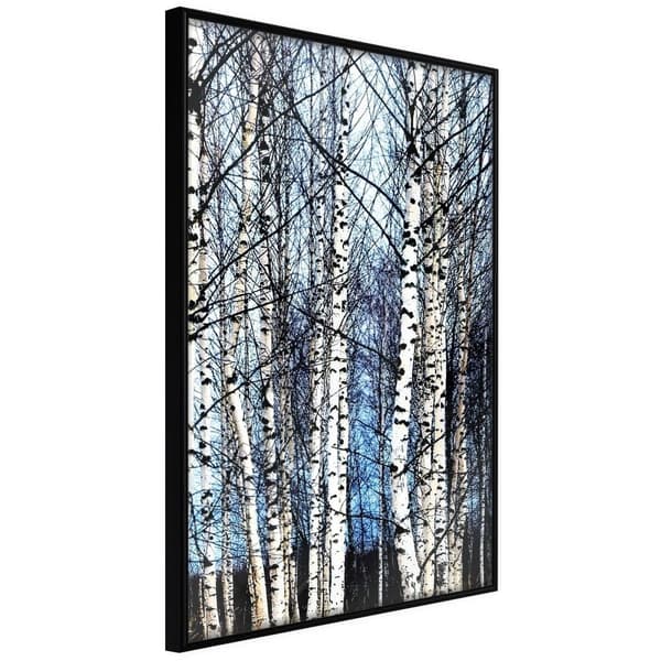 Inramad Poster / Tavla - Winter Birch Trees