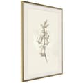Miniatyrbild 10 av 11: Inramad Poster / Tavla - Beige Campanula
