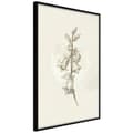 Miniatyrbild 2 av 11: Inramad Poster / Tavla - Beige Campanula