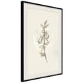 Miniatyrbild 1 av 11: Inramad Poster / Tavla - Beige Campanula